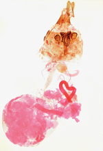 Female genitalia; Madison County; Jim Petranka.
