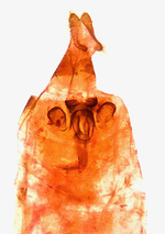 Male genitalia; Madison County; Jim Petranka.