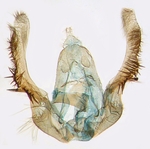 Male genitalia; North Carolina; J.B. Sullivan.