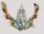 Male genitalia; North Carolina; J.B. Sullivan.