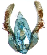 Male genitalia; North Carolina; J.B. Sullivan.