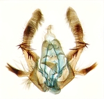Male genitalia; North Carolina; J.B. Sullivan.