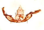 Male genitalia; Cumberland County; Jim Petranka.