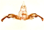 Male genitalia; Cumberland County; Jim Petranka.