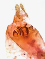 Female genitalia; Madison County; Jim Petranka.