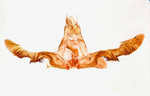 Male genitalia; Madison County; Jim Petranka.