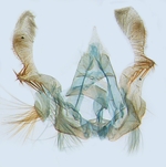 Male genitalia; North Carolina; J.B. Sullivan.