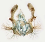 Male genitalia; North Carolina; J.B. Sullivan.