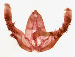 Male genitalia; Richmond County; Jim Petranka.