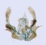 Male genitalia; North Carolina; J.B. Sullivan.