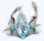 Male genitalia; North Carolina; J.B. Sullivan.