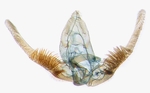 Male genitalia; North Carolina; J.B. Sullivan.