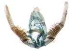 Male genitalia; North Carolina; J.B. Sullivan.