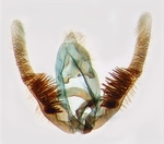 Male genitalia; Ashe County; J.B. Sullivan.