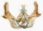 Male genitalia; North Carolina; J.B. Sullivan.