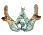 Male genitalia; North Carolina; J.B. Sullivan.