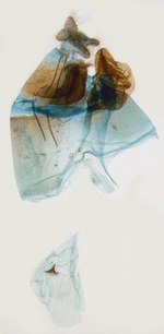 Male genitalia; North Carolina; J.B. Sullivan.