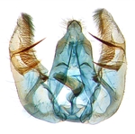 Male genitalia; North Carolina; J.B. Sullivan.