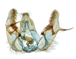 Male genitalia; North Carolina; J.B. Sullivan.
