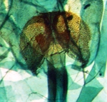 Genital plate; Ashe County; J.B. Sullivan.