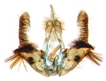 Male genitalia; North Carolina; J.B. Sullivan.