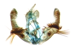 Male genitalia; North Carolina; J.B. Sullivan.