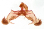 Male genitalia; Richmond County; Jim Petranka.