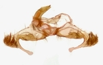 Male genitalia; Richmond County; Jim Petranka.