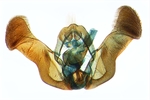 Male genitalia; North Carolina; J.B. Sullivan.