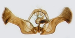 Male genitalia; North Carolina; J.B. Sullivan.