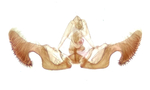 Male genitalia; Madison County; Jim Petranka