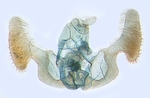 Male genitalia; North Carolina; J.B. Sullivan.