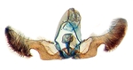 Male genitalia; Wilkes County; J.B. Sullivan.
