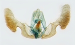 Male genitalia; North Carolina; J.B. Sullivan.