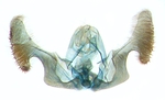 Male genitalia; North Carolina; J.B. Sullivan.