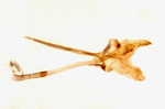 Male genitalia; Madison County; Jim Petranka. 