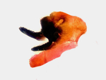 Male genitalia; Madison County; North Carolina.