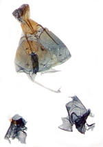 Female genitalia; North Carolina; J.B. Sullivan.