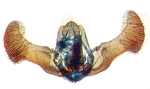Male genitalia; Carteret County; J.B. Sullivan.