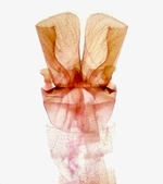 Genitalia; Madison County; Jim Petranka.