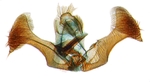 Male genitalia; North Carolina; J.B. Sullivan.