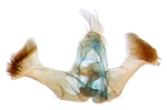 Male genitalia; North Carolina; J.B. Sullivan.