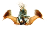 Male genitalia; North Carolina; J.B. Sullivan.