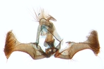Male genitalia; North Carolina; J.B. Sullivan.