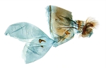 Female genitalia; North Carolina; J.B. Sullivan.