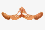Male genitalia; Madison County; Jim Petranka.