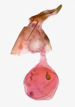 Female genitalia; Madison County; Jim Petranka.