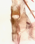 Female genitalia; Madison County; Jim Petranka.