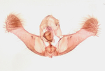 Male genitalia; Richmond County; Jim Petranka.