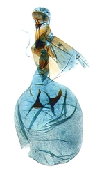 Female genitalia; North Carolina; J.B. Sullivan.